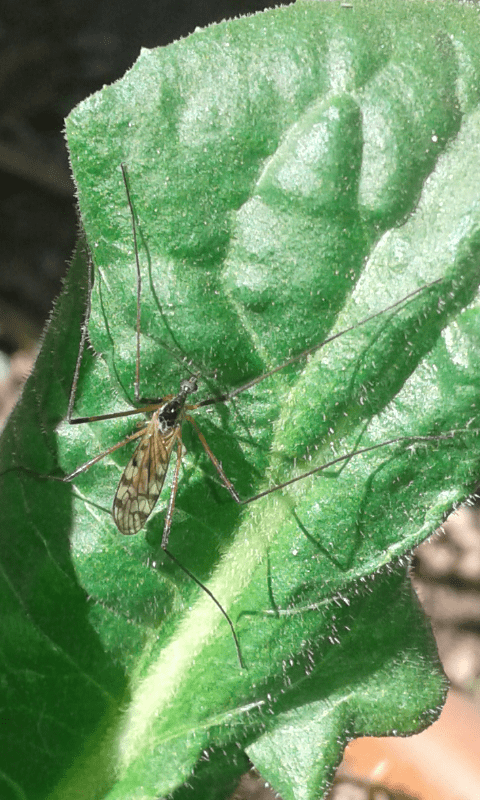 Limoniidae : Limonia sp.?